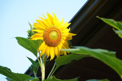 Get Ready to Be Amazed! 5 Tips for Growing Mammoth Sunflowers