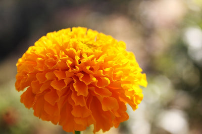 5 Reasons We Love Marigolds and How to Grow Them From Seed