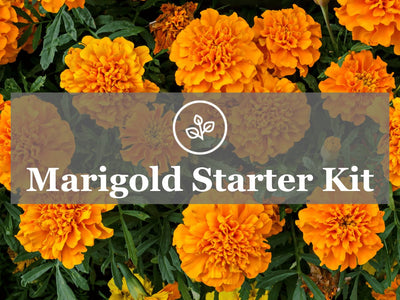 Marigold Starter Kit Guide: Instructions for growing marigolds from seed