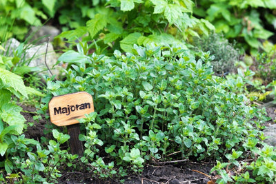 Learn How to Grow Marjoram - The Secret Ingredient Herb