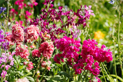 Crucial Tips for Growing Stock Flowers (Matthiola Incana) from Seed to Bloom