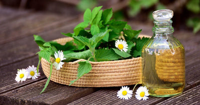 Grow Your Own Healing Garden With These 10 Medicinal Herbs
