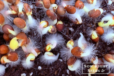 Root Hairs or Mold? The Microgreen Mystery Solved!