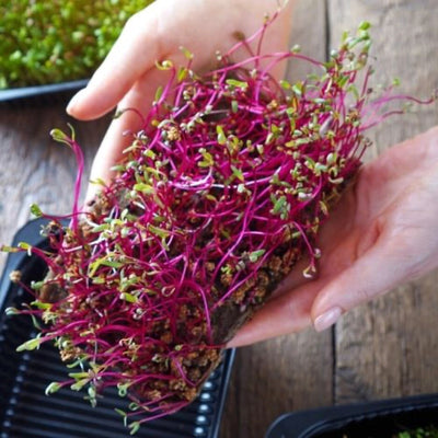 How to Grow Beet Microgreens: A Deliciously Different Superfood