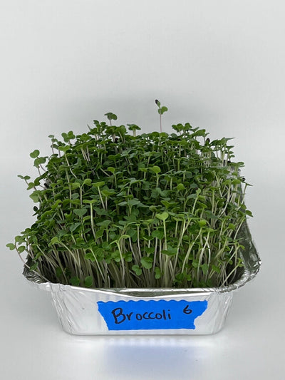 Broccoli Microgreens: Increase Your Broccoli Benefits By Eating Less