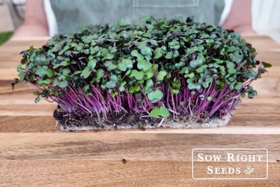 Red Cabbage Microgreens: A Surprising Way to Get More Vitamin K