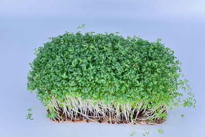 Cress Microgreens: Grow An Intense Burst of Nutrition in Days
