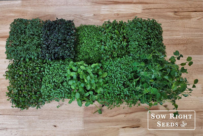 Why You Should Be Growing Microgreens and 3 Easy Steps to Start