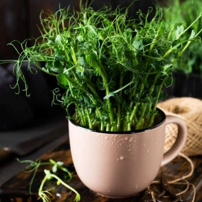 Pea Microgreens: Crisp Spring Freshness All Year