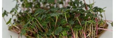 Growing Radish Microgreens: Increase Your Daily Dose of Vitamin C