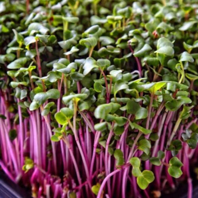 How to Grow Red Kale Microgreens: A quick and easy mini superfood