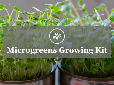 How to Grow Microgreens - Microgreens Growing Kit Guide