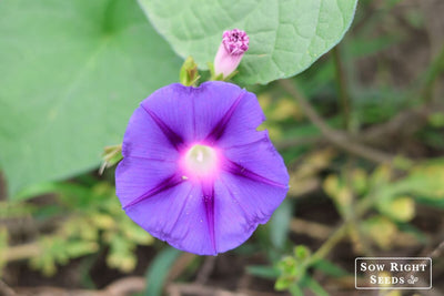 Grow Morning Glory from Seed to Create a Lush Vertical Garden