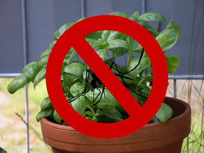 Beyond Citronella: 10 Herb Plants To Repel Mosquitoes and Save Your Summer!