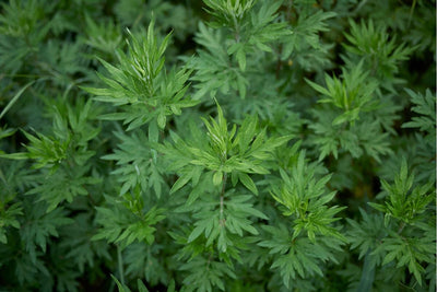 How to Grow Mugwort Plant: The Weed You Need in a Healing Garden