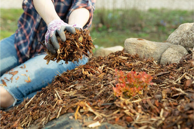 Is Your Garden Ready for Winter? Discover the Benefits of Winter Mulching