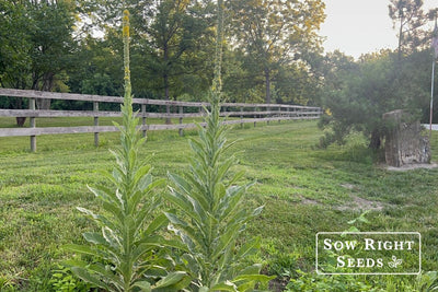 From Fuzzy Leaves to Golden Spires: How to Grow Mullein from Seed