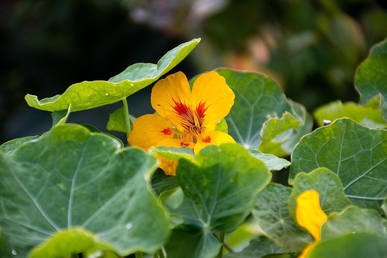 Garden Best Friend and Edible Flower: How to Grow Nasturtium From Seed ...