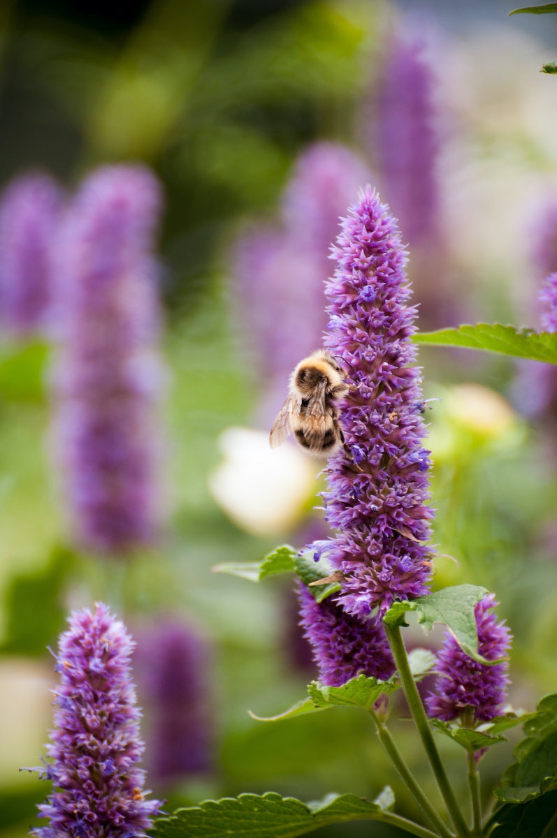 Nettleleaf Horsemint: How to Grow Native Nectar for Bees & Butterflies ...