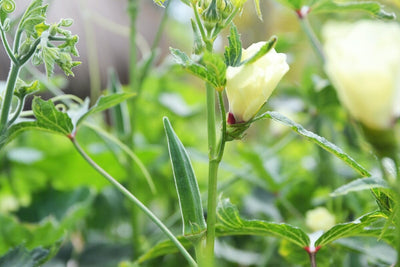 How to Grow Okra That's Tender and Tasty for All Your Favorite Recipes