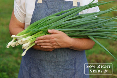 Easy Tips on How to Grow Bunching Onions aka Green Onions from Seed