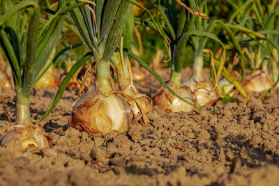 How to Grow Big Onions from Seed: These Tips Make a Huge Difference