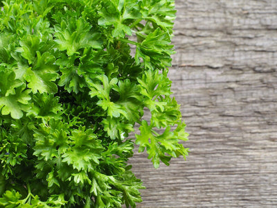 Growing Parsley from Seed - How to Keep a Continual Harvest