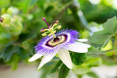 Passion Flower Vine: How to Start from Seed and Get Gorgeous Blooms