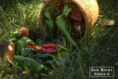 Top 7 Burning Questions for Pepper Gardeners