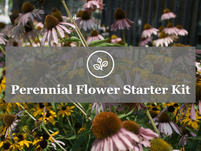 Perennial Flower Starter Kit Guide