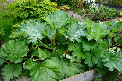 10 Perennial Vegetables You Can Grow from Seed and Harvest for Years