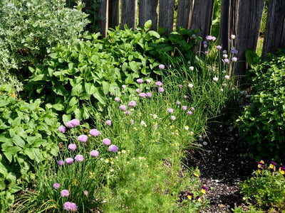 Perennial Herbs We Love to Grow that are Perfect for Beginners