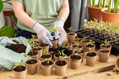 Potting Up: When and Why Your Seedlings Need a Bigger Space