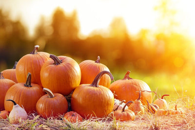 Timing is Everything: How and When to Plant Pumpkin Seeds for the Perfect Fall Harvest