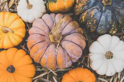 Best Pumpkin Varieties to Grow for an Amazing Pumpkin Season