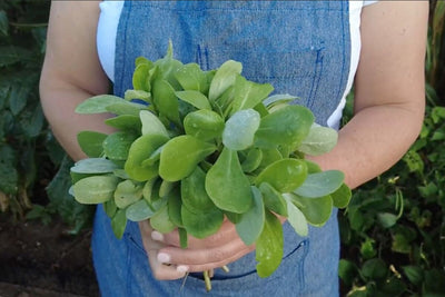 Capture the Health Benefits of Growing Purslane Plants from Seed
