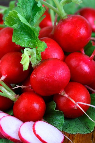 Quick and Easy Instructions for How to Grow Radishes at Home