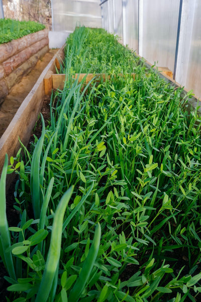 Maximizing Soil Health: Uncovering the Best Cover Crops for Raised Beds