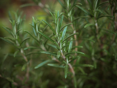 How to Grow Rosemary From Seed: 3 Tips for a Healthy Harvest