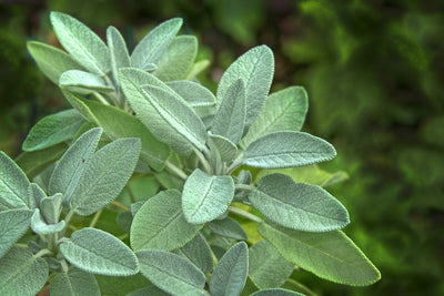 How to Grow Sage from Seed to Savory Harvest