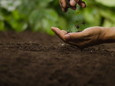 How to Amend Sandy Soil and Start Growing!