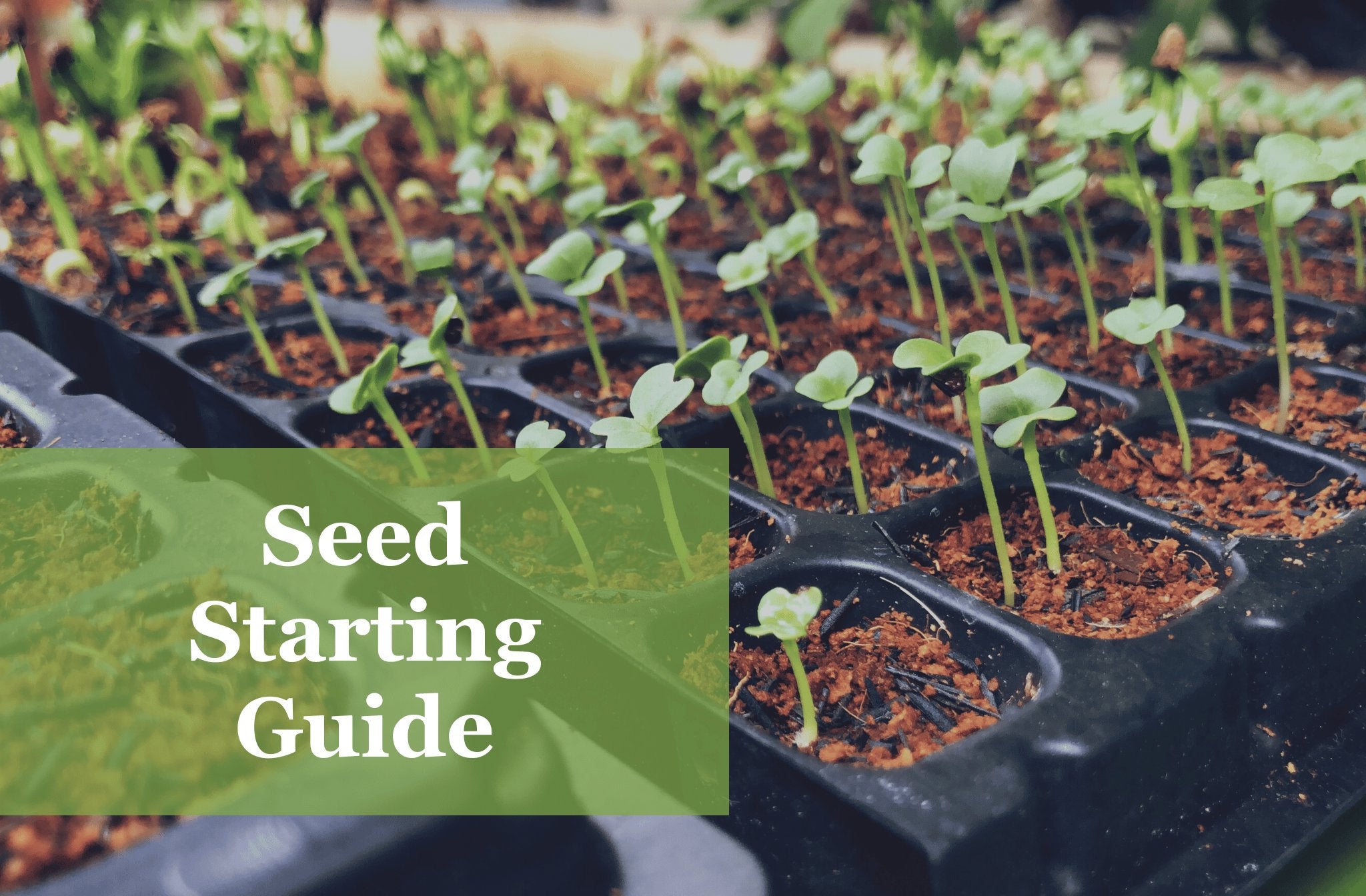 Complete Hobby Seed Starting Guide.pdf Printable Seed Starting Guide: How to Easily Start Seeds Indoors – Sow ...