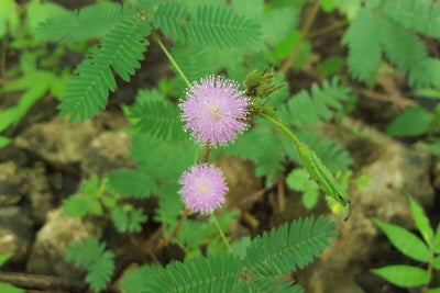 Don't Shy Away! It's Easy to Grow Sensitive Plant  (Mimosa pudica) from Seed