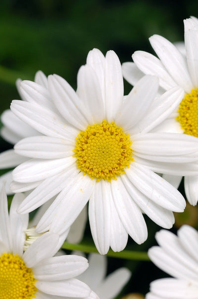 From Seed to Blossom: How to Grow Stunning Shasta Daisies