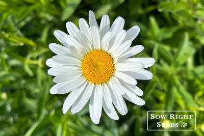 From Seed to Blossom: How to Grow and Care for Shasta Daisies