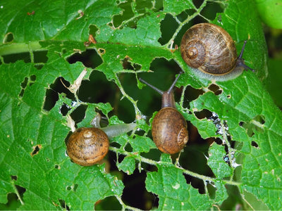 Defend Your Garden: 10 Effective Ways to Keep Slugs and Snails Away