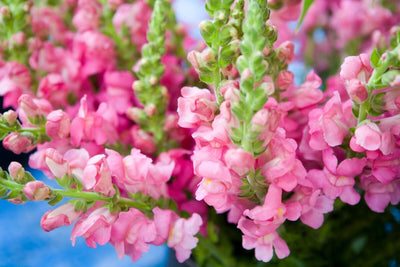 All About Snapdragons: How to Start from Seed, Transplant, and Grow