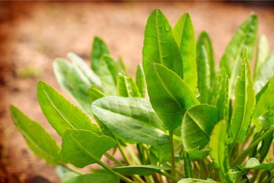 Easy Guide to Growing Sorrel from Seed – Annual or Perennial Success