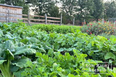 Organic Gardening Made Easy: 7 Steps to Grow Naturally