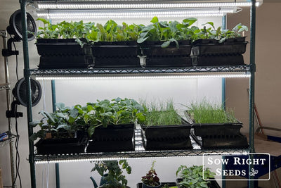 How We Start Seeds Indoors: A Behind-the-Scenes Look at Our Grow Station